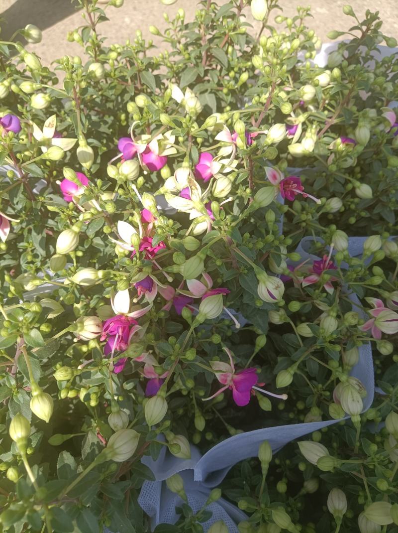 灯笼花倒挂金钟基地直发发货量大优惠货源充足颜色多