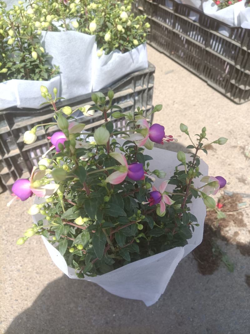 灯笼花倒挂金钟基地直发发货量大优惠货源充足颜色多
