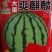 大果爽麒麟西瓜种子,80克