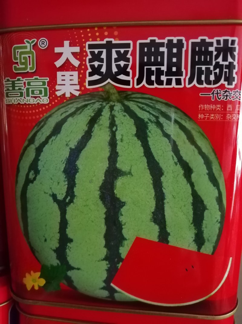 大果爽麒麟西瓜种子,80克