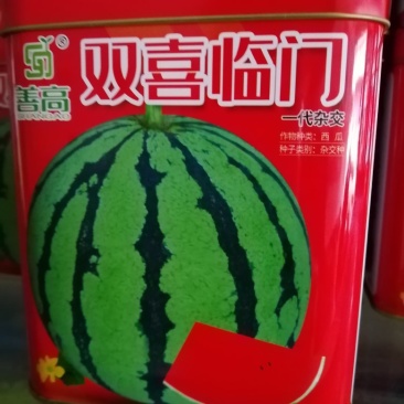 早熟品种开花至成熟28天左右圆形抗病大红瓤肉质紧密甜脆。