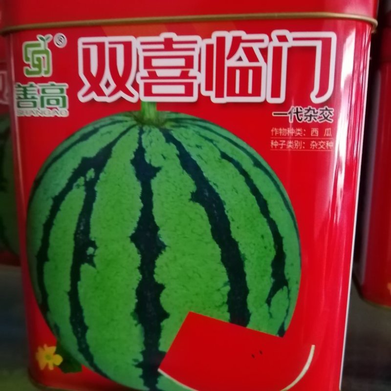 早熟品种开花至成熟28天左右圆形抗病大红瓤肉质紧密甜脆。