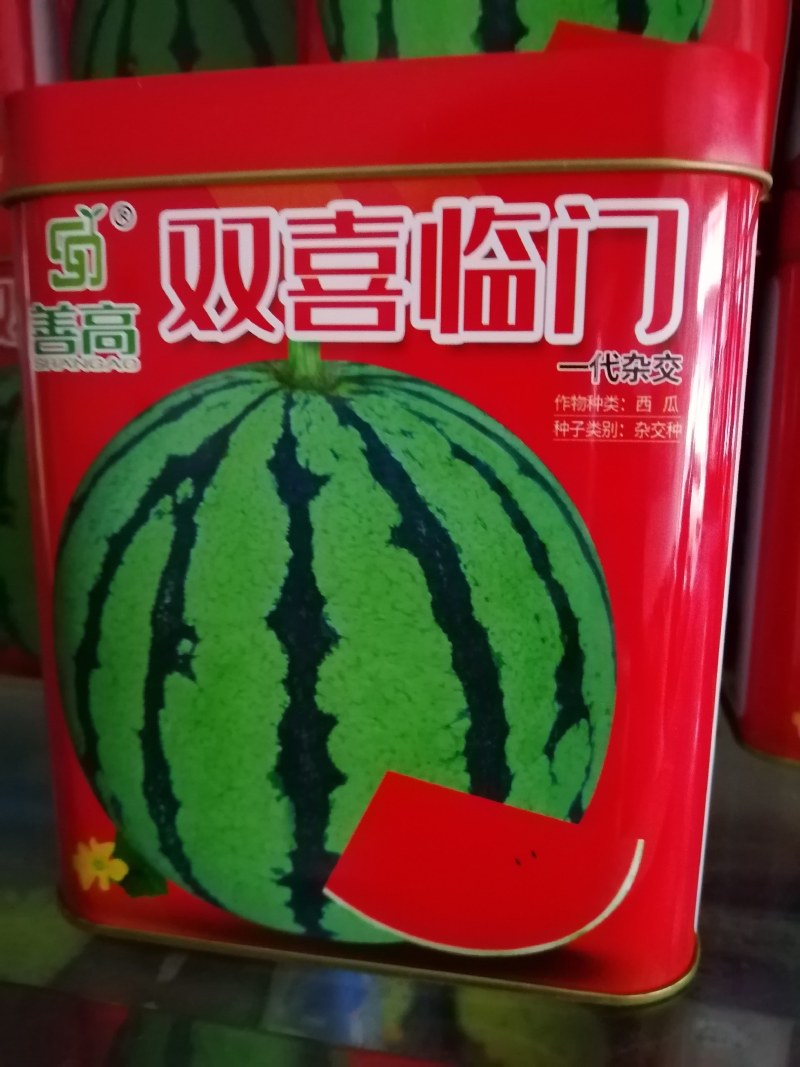 早熟品种开花至成熟28天左右圆形抗病大红瓤肉质紧密甜脆。