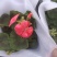 蝴蝶梅/大花天竺葵/基地直发/品质保证/颜色齐全量大从优