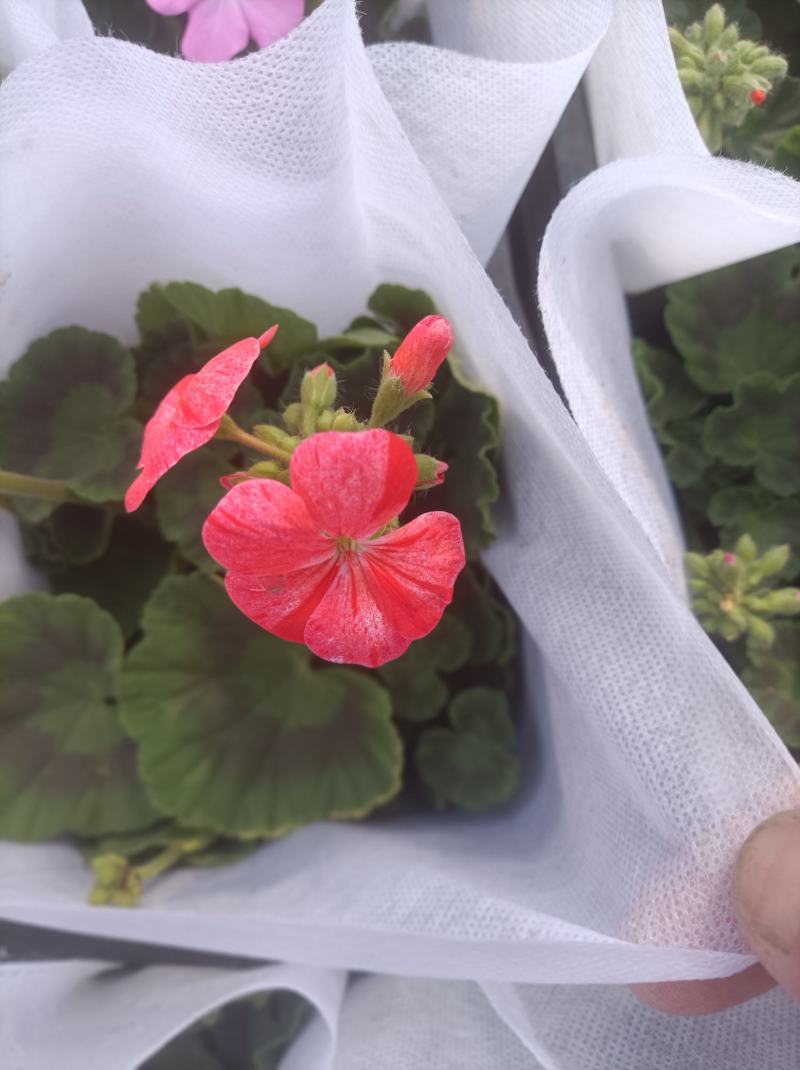 蝴蝶梅/大花天竺葵/基地直发/品质保证/颜色齐全量大从优
