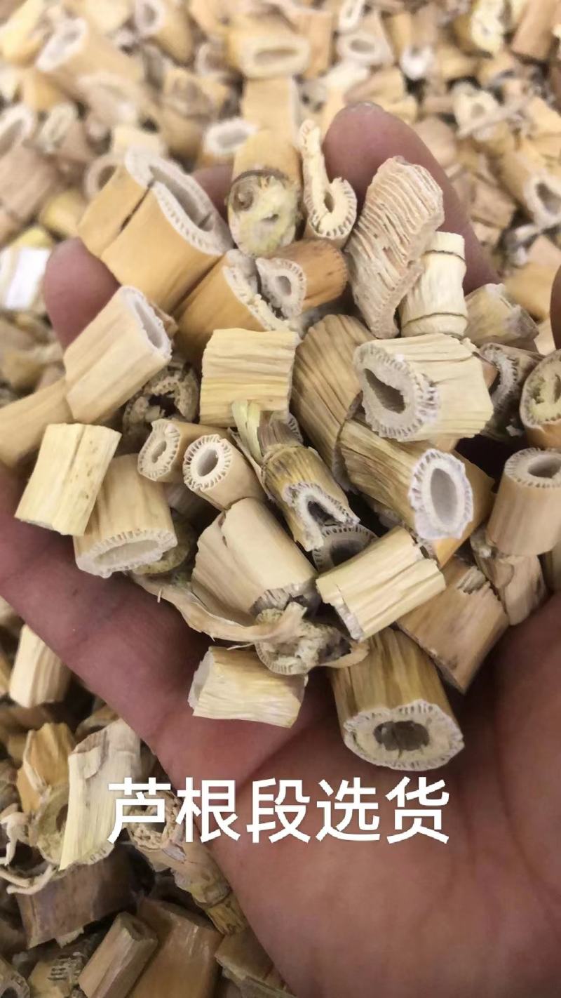 芦根段统货，原产芦根，坚守源头，当季新货，扁圆柱行，