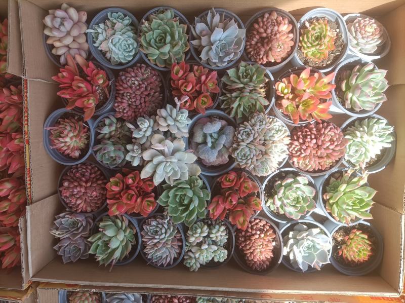 多肉植物组箱基地直发货品种多样欢迎来电咨询