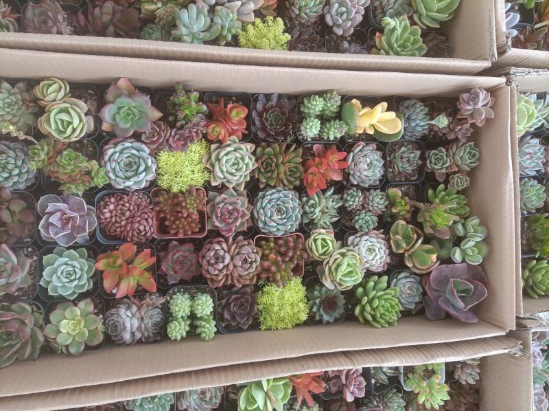 多肉植物组箱基地直发货品种多样欢迎来电咨询