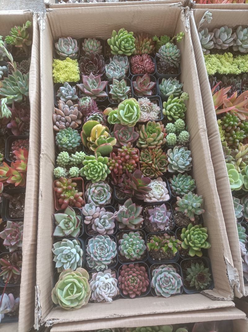 多肉植物组箱基地直发货品种多样欢迎来电咨询