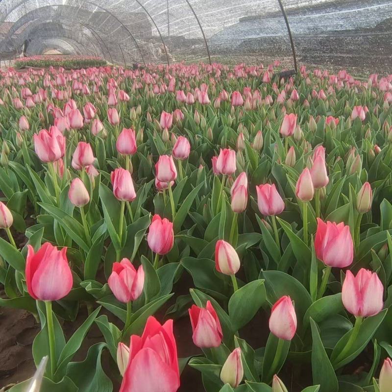 郁金香花海最佳观赏季