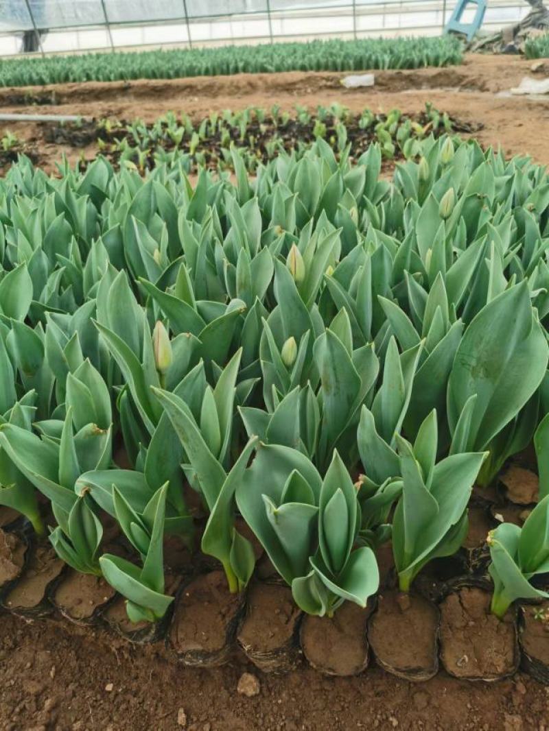 郁金香花海最佳观赏季