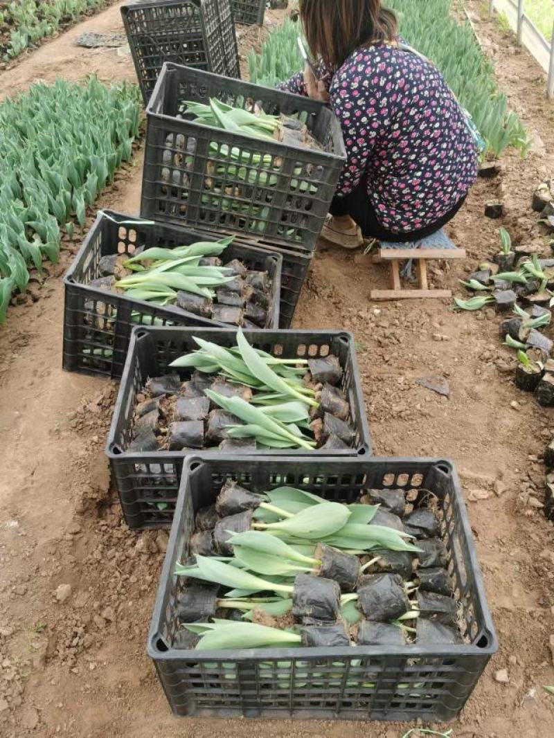 郁金香花海最佳观赏季