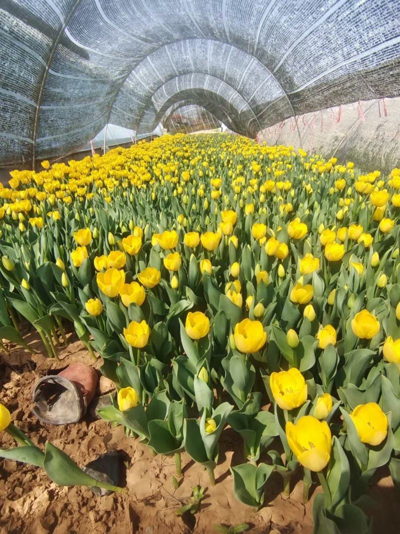 郁金香花海最佳观赏季