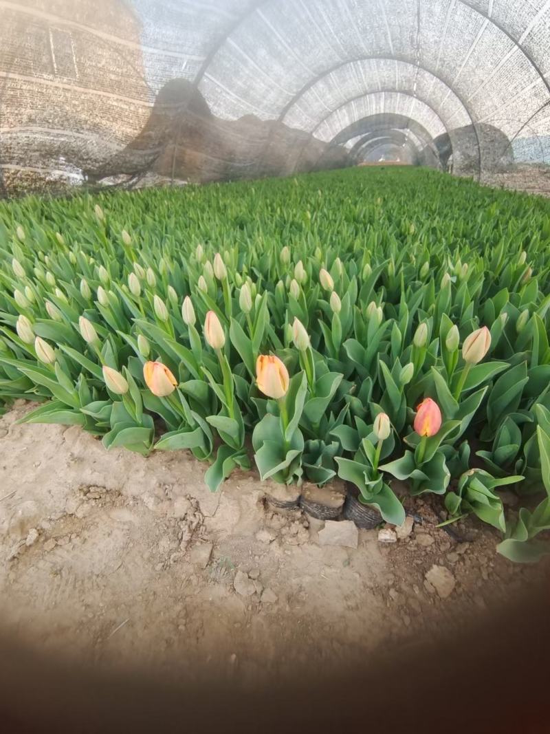 郁金香花海最佳观赏季