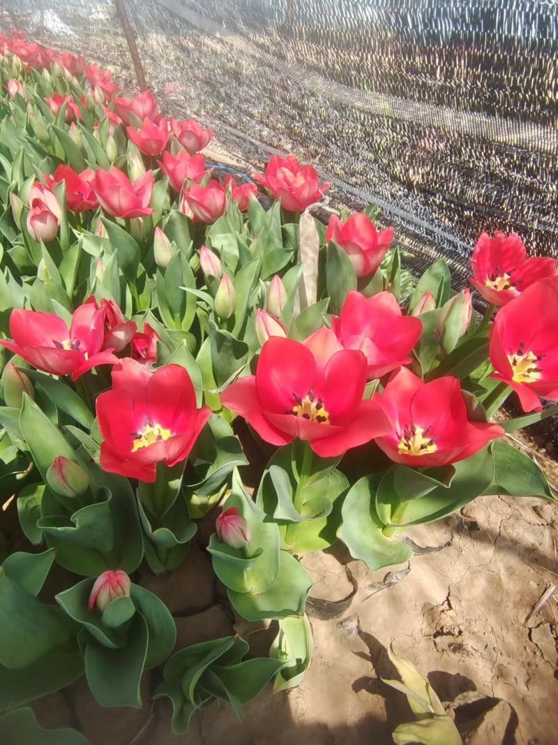 郁金香花海最佳观赏季