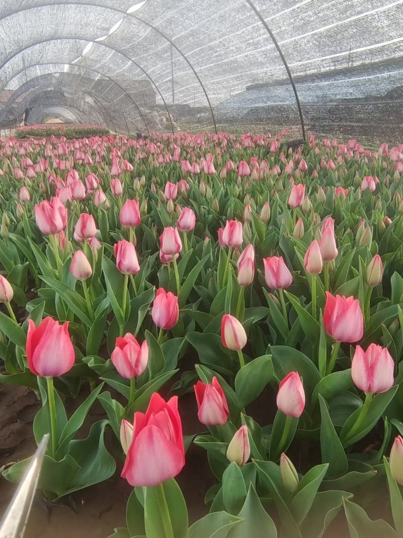 郁金香花海最佳观赏季