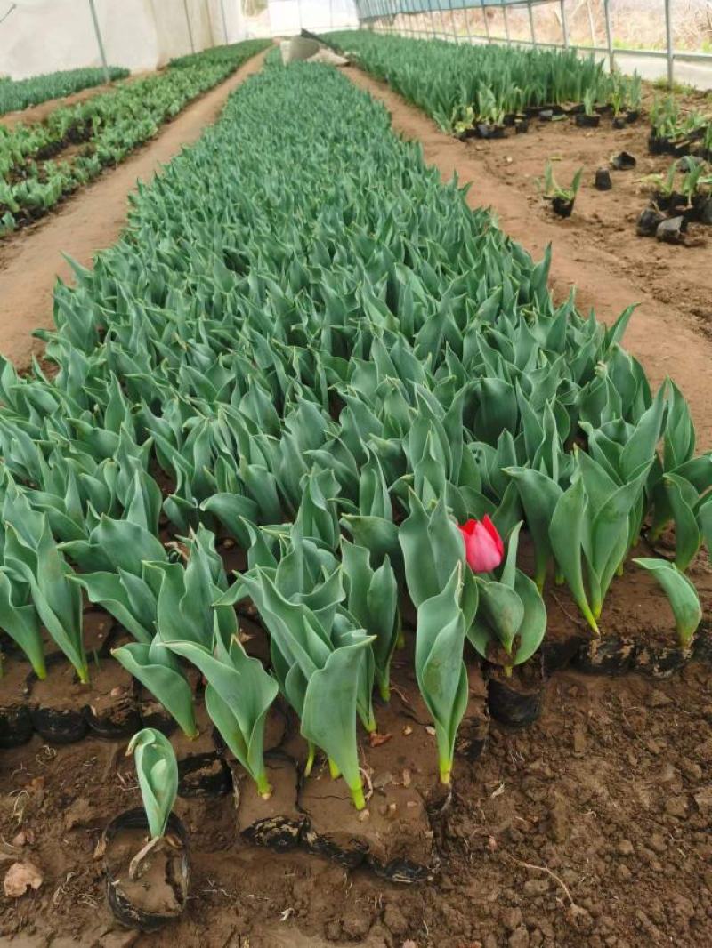 郁金香花海最佳观赏季