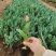 郁金香花海最佳观赏季