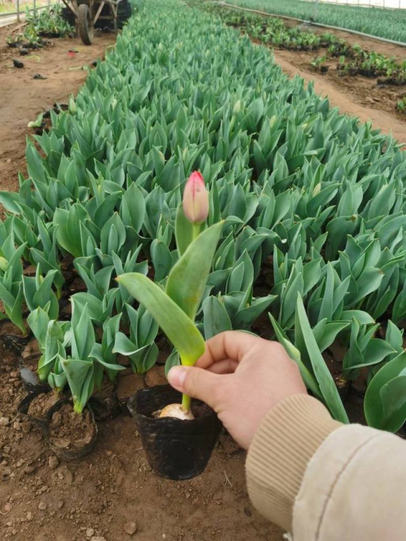 郁金香花海最佳观赏季