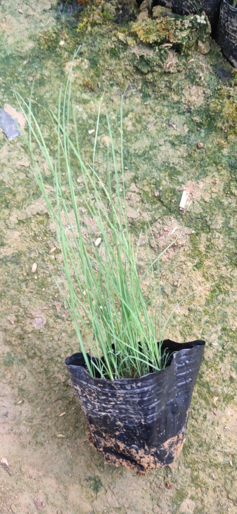 粉黛乱子草基地直发诚信合作欢迎来电咨询合作
