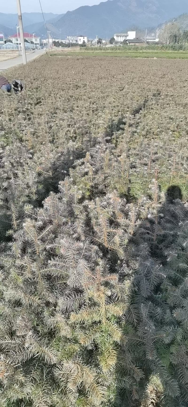 杉树苗