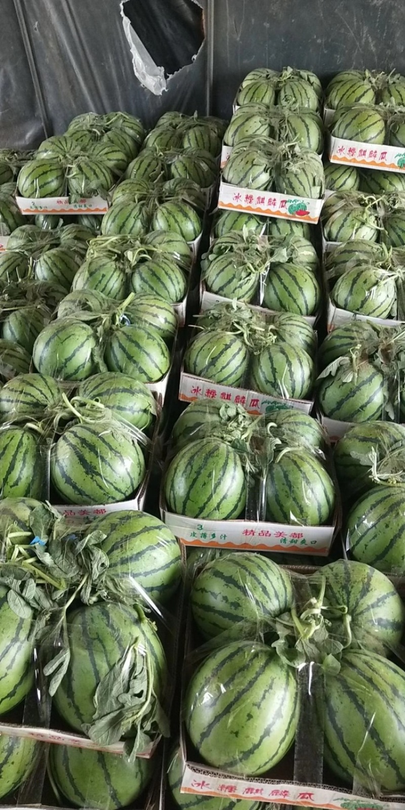 【美都西瓜】江苏盐城东台产地直发质量上乘对接商超