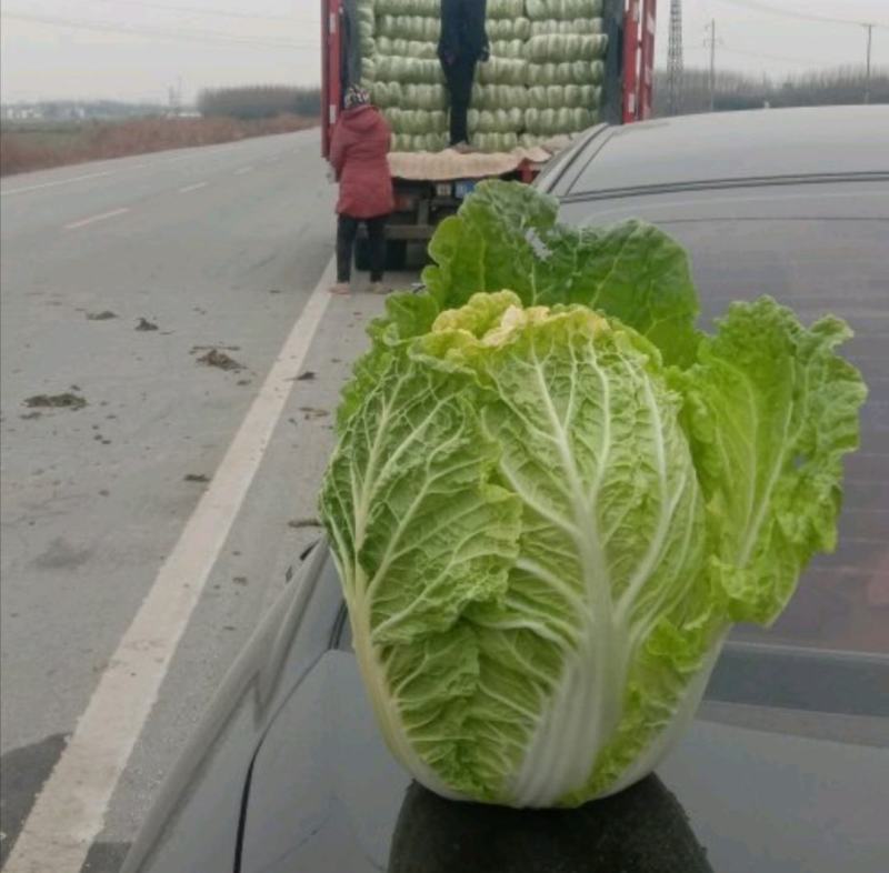 河南南阳黄心白菜，产地直发，量大从优，可视频看货