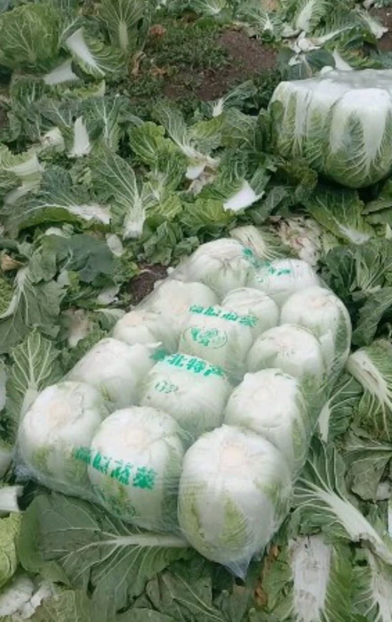 河南南阳黄心白菜，产地直发，量大从优，可视频看货