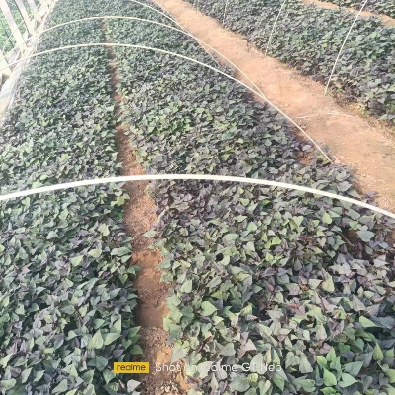 哈密地瓜苗，产地发货，货源充足，量大从优，欢迎老板联系