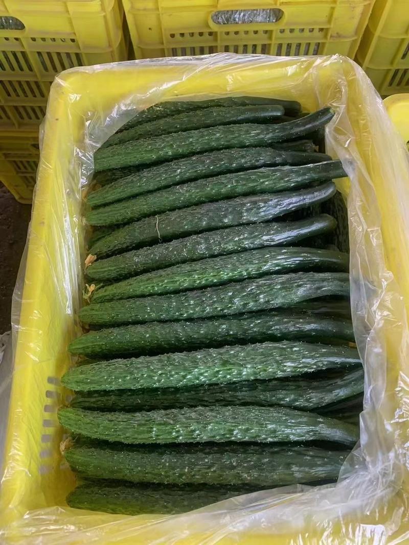 【实力供货】密刺黄瓜现货供应产地直发质量保证价格优惠