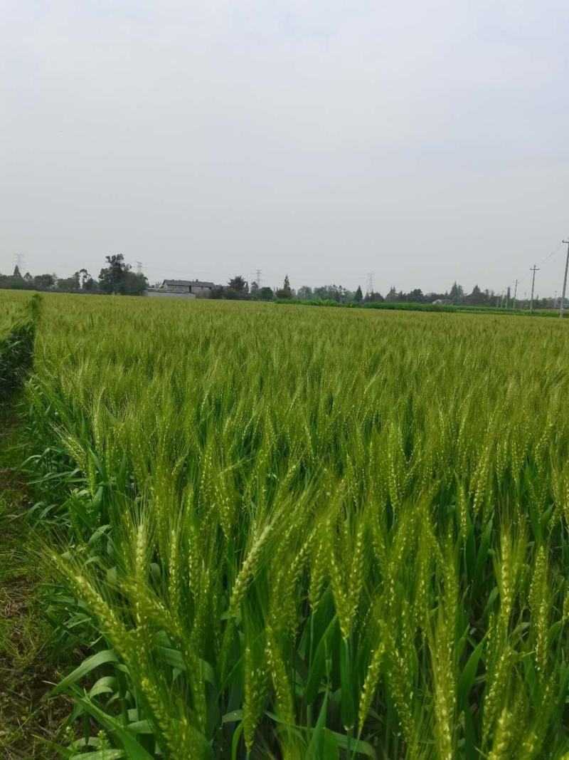 酒麦