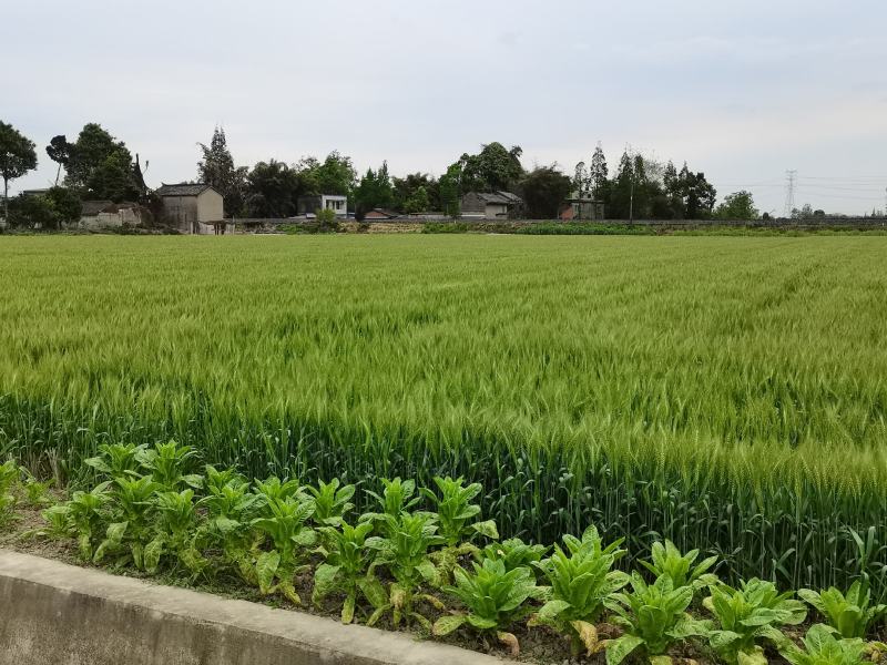 酒麦