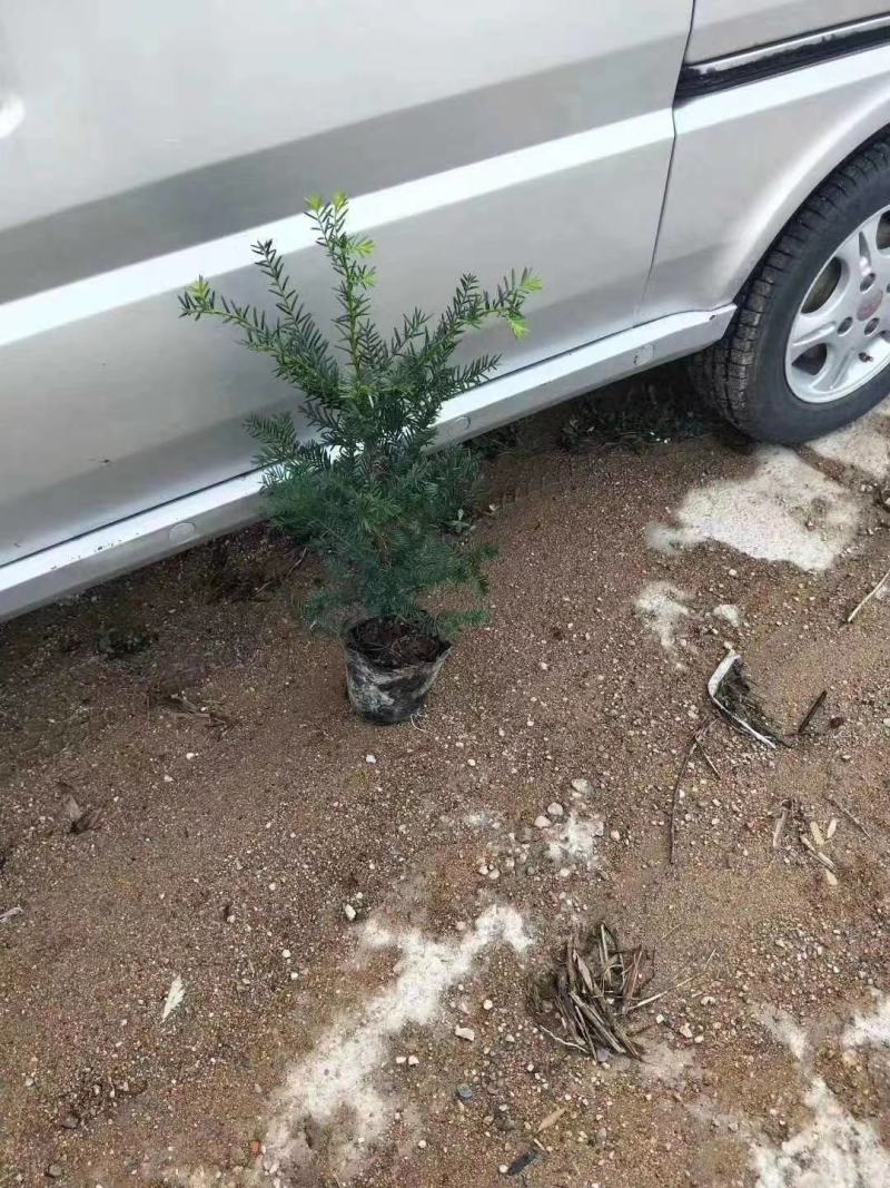 东北绿化，小苗杯苗，占地苗