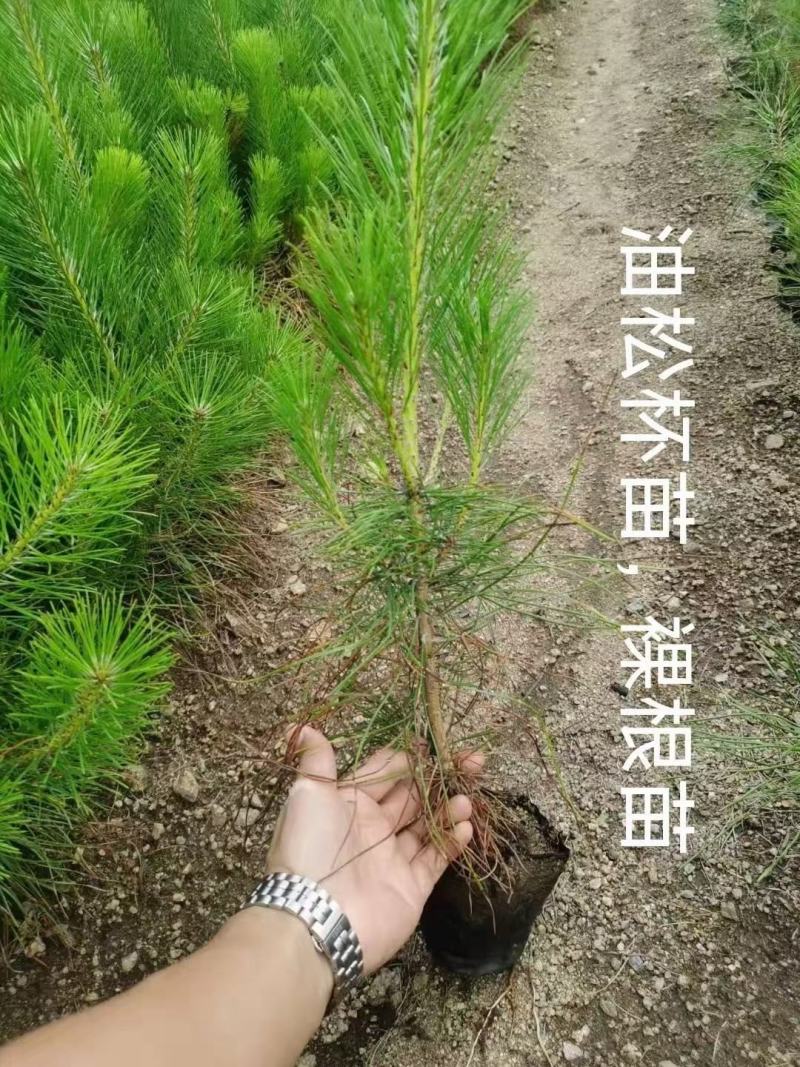 东北绿化，小苗杯苗，占地苗