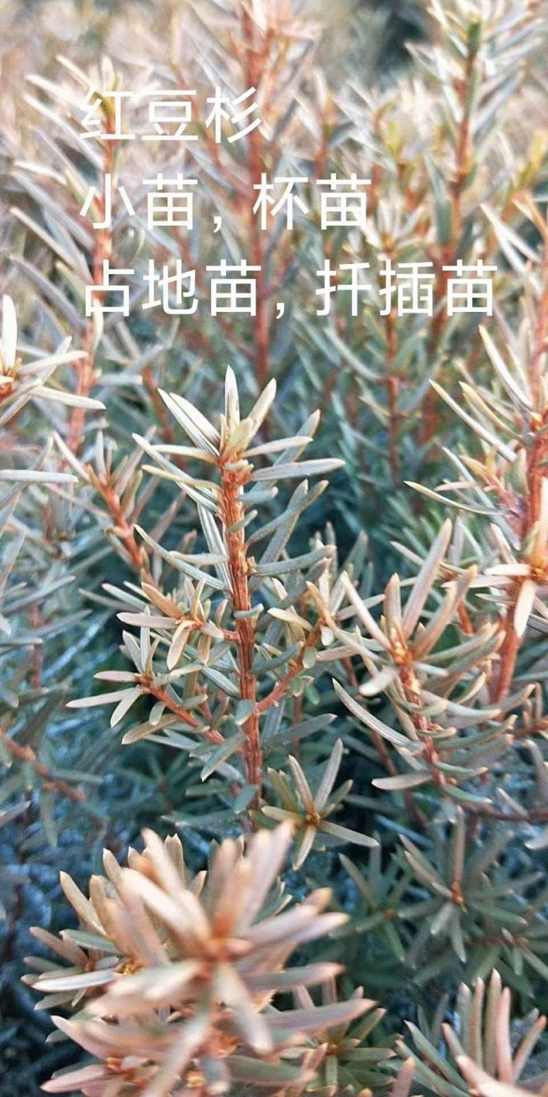 东北绿化，小苗杯苗，占地苗