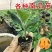 黄金二号南瓜苗万圣节南瓜苗贵族南瓜苗QQ南瓜苗包回收