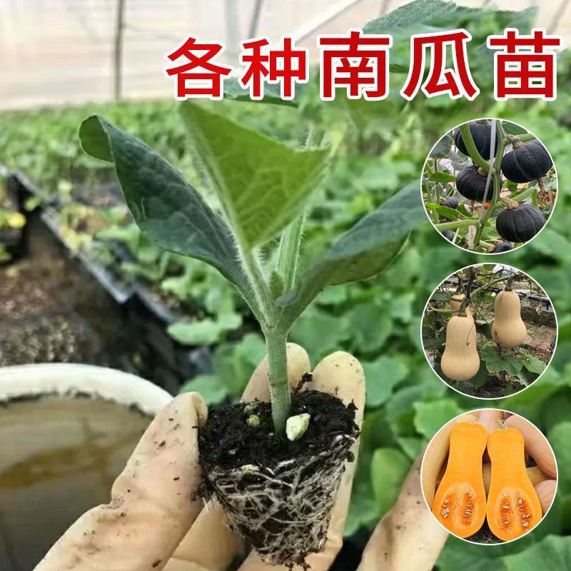 黄金二号南瓜苗万圣节南瓜苗贵族南瓜苗QQ南瓜苗包回收
