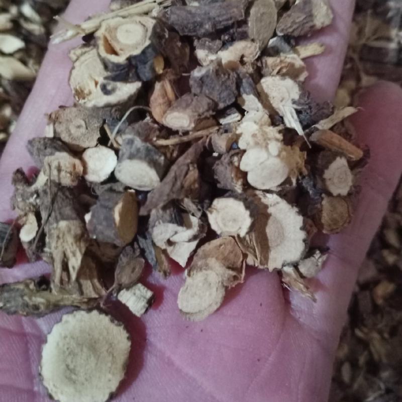 金雀根，金鸡儿根切片干净无杂质量保证！