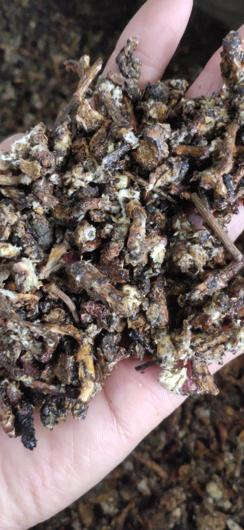 《款冬花》产地一手货源，规格齐全，量大优惠！