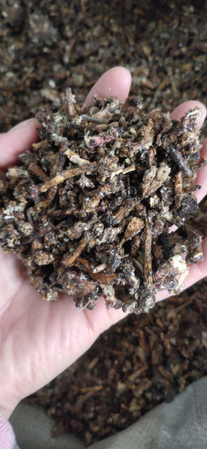 《款冬花》产地一手货源，规格齐全，量大优惠！