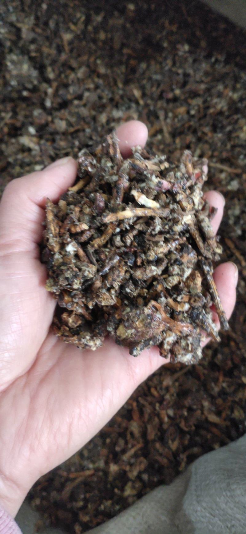 《款冬花》产地一手货源，规格齐全，量大优惠！