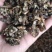 《款冬花》产地一手货源，规格齐全，量大优惠！