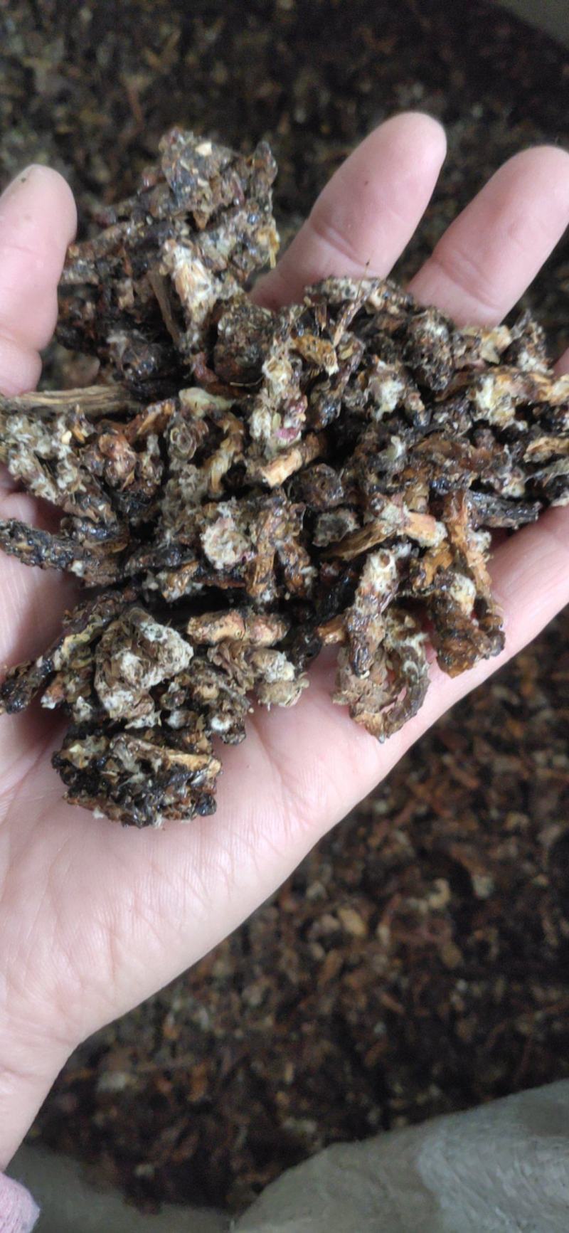 《款冬花》产地一手货源，规格齐全，量大优惠！