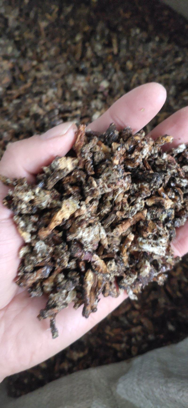 《款冬花》产地一手货源，规格齐全，量大优惠！