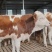 西门塔尔牛肉牛犊牛苗牛仔包技术包成活货到付款