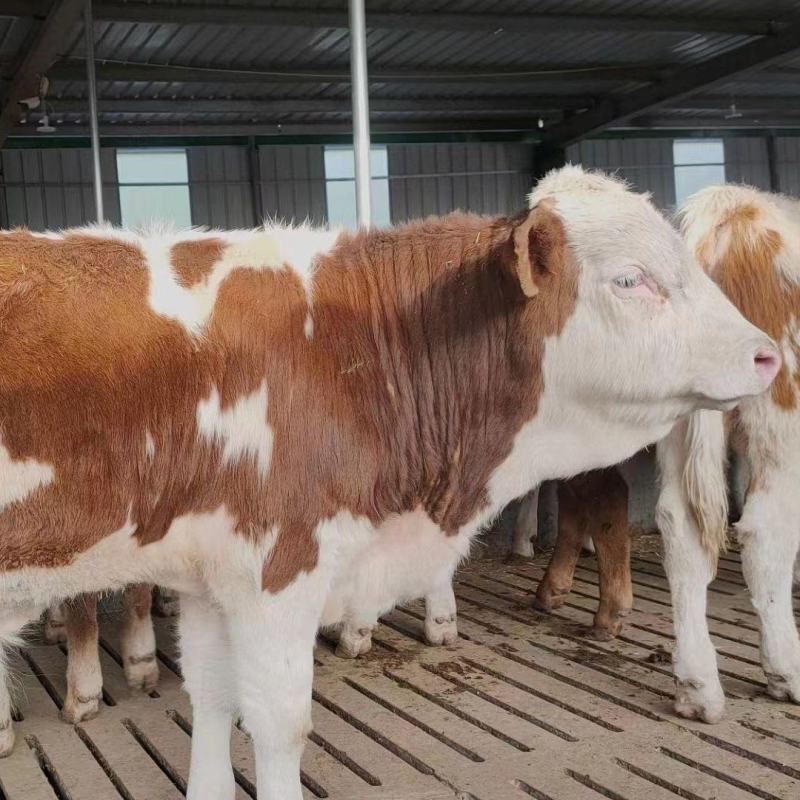 西门塔尔牛肉牛犊牛苗牛仔包技术包成活货到付款