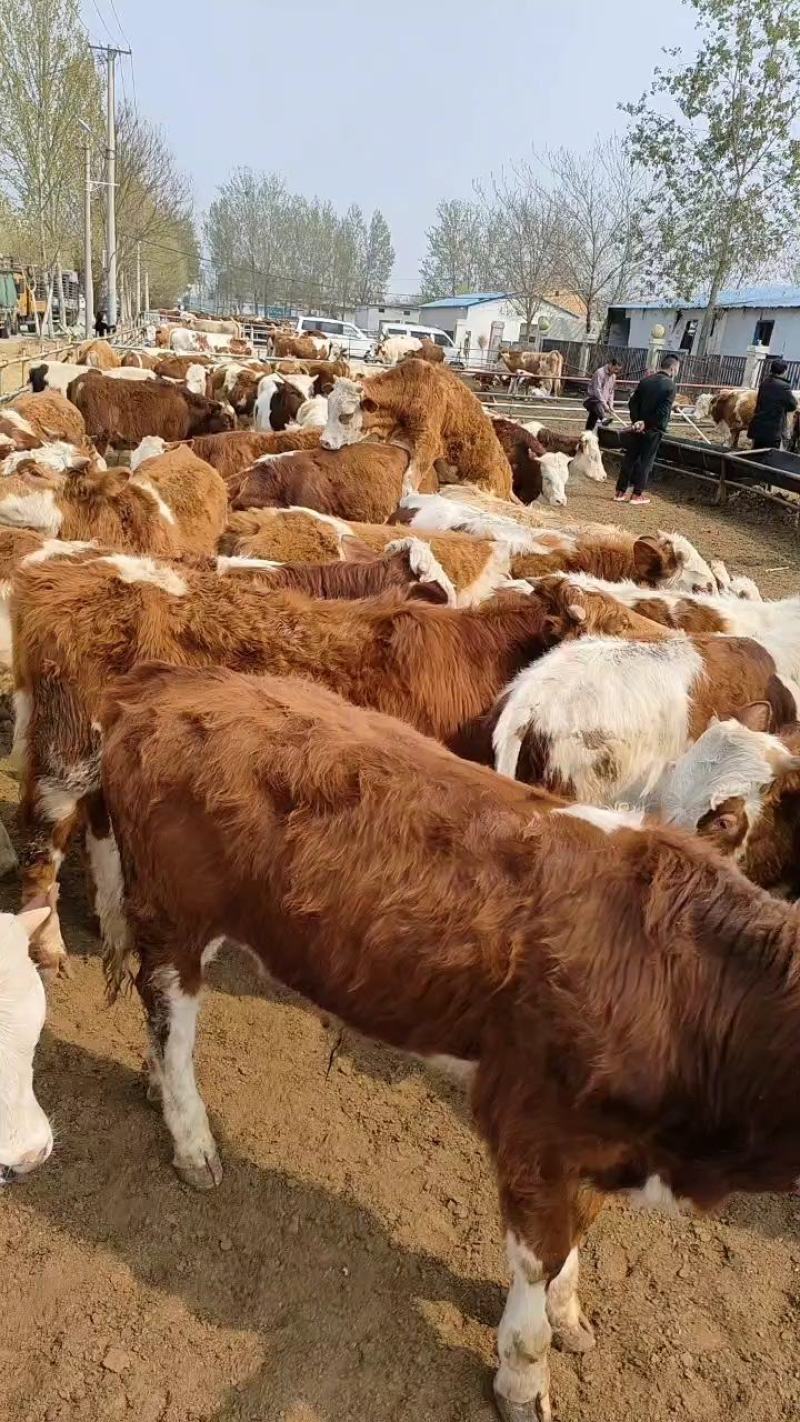 西门塔尔牛肉牛犊牛苗牛仔包技术包成活货到付款