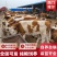 西门塔尔牛,肉牛犊,肉牛养殖场肉牛活体小牛犊
