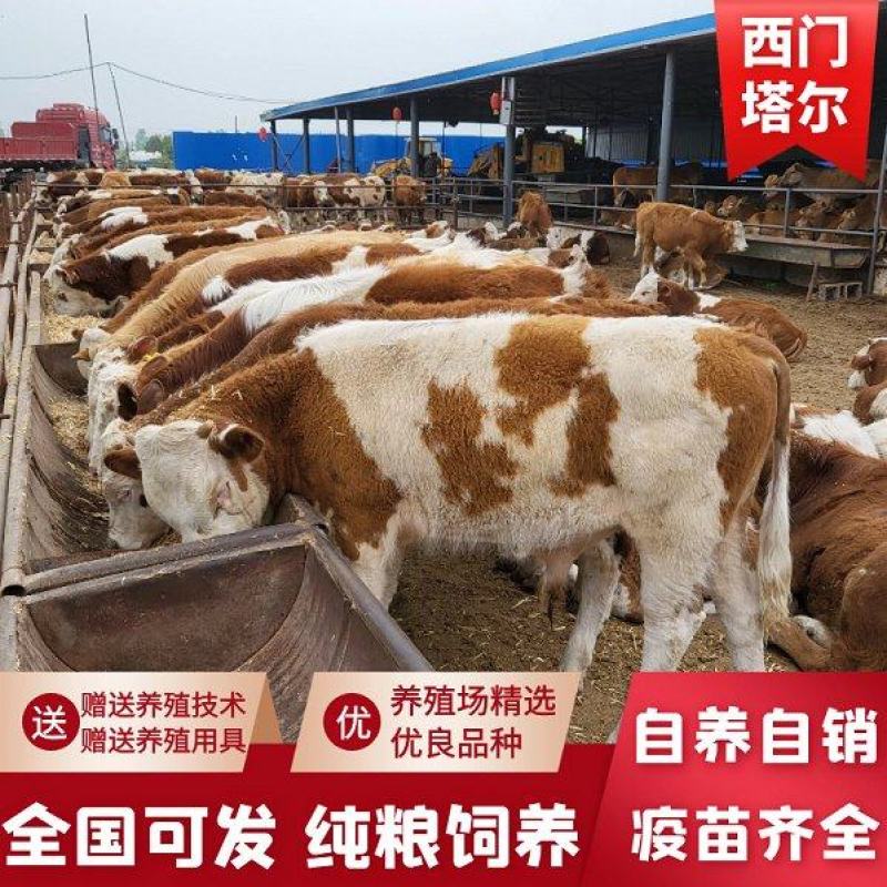 西门塔尔牛，肉牛犊，肉牛养殖场肉牛活体小牛犊