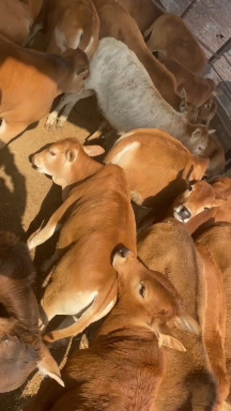 西门塔尔牛，肉牛犊，肉牛养殖场肉牛活体小牛犊